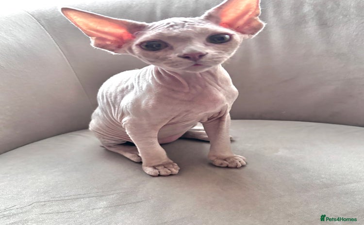 Devon Rex cats in Southampton - Advert 2