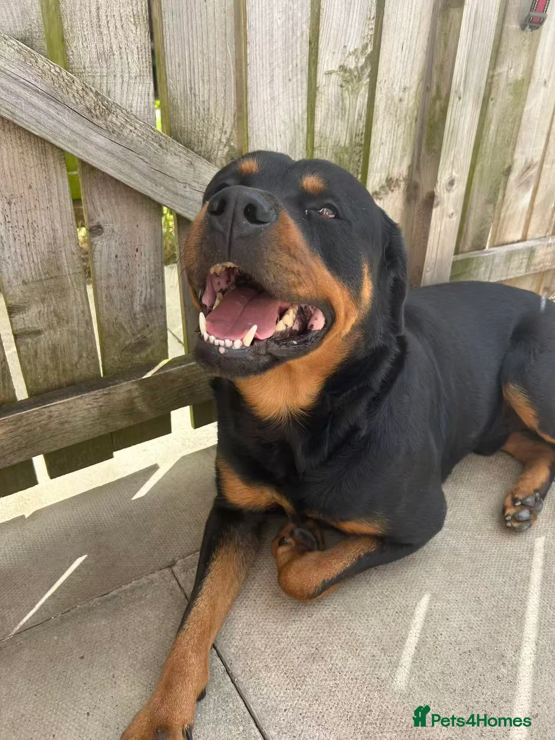 Rottweiler dogs for sale: 4-years-old Rottweiler Vince - Advert 1