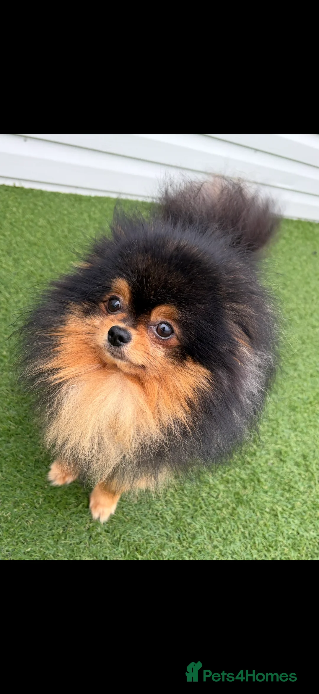 Pomeranian dogs for stud: Pomeranian for stud - Advert 2