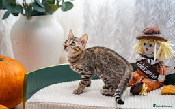 Bengal cats for sale: Bailey-TICA Bengal Girl, Excellent Genetic & Look - Image 8