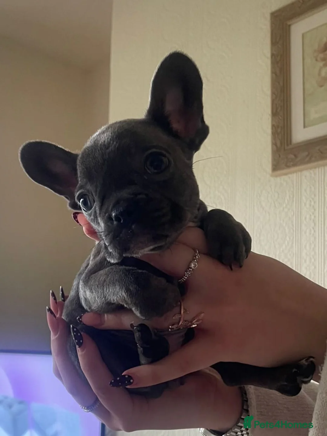 French Bulldog dogs for sale: French Bulldog Puppies - Advert 12