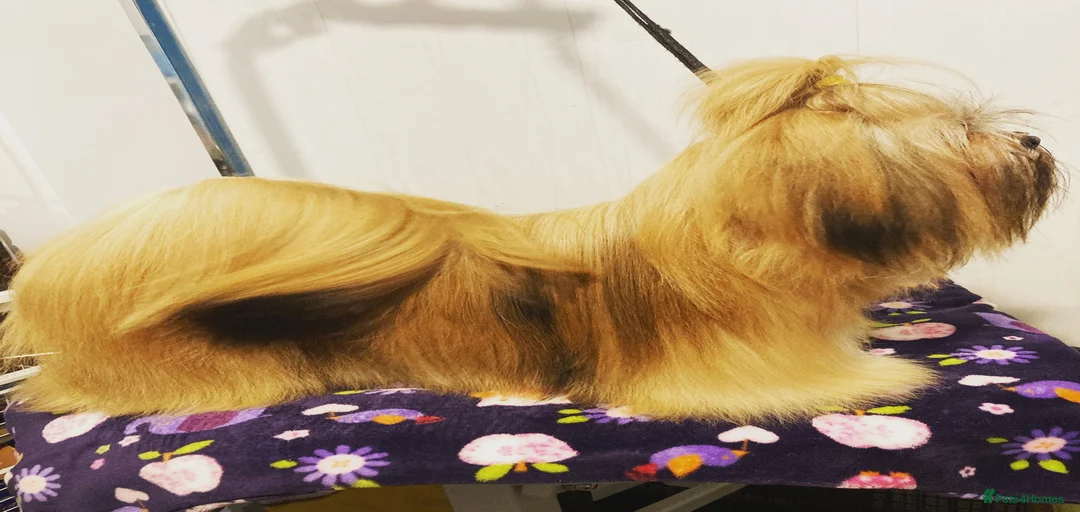 Gallery Image {{count}}