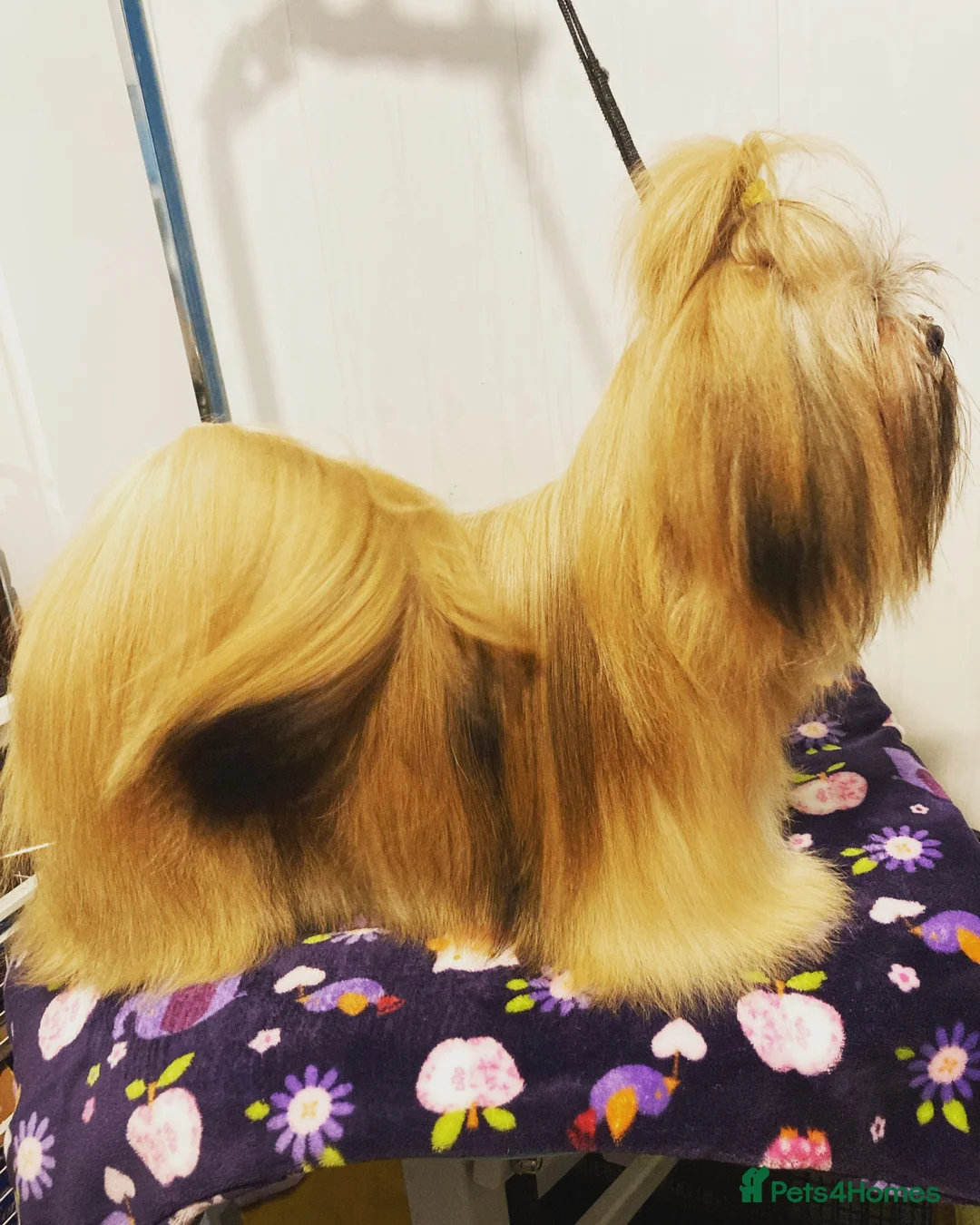 Gallery Image {{count}}