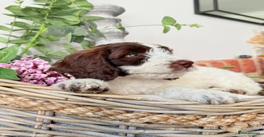 Cockapoo dogs - Advert 13