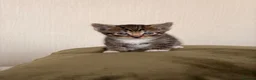 Mixed Breed cats for sale: 5 Kittens looking for their new home in London - Advert 8