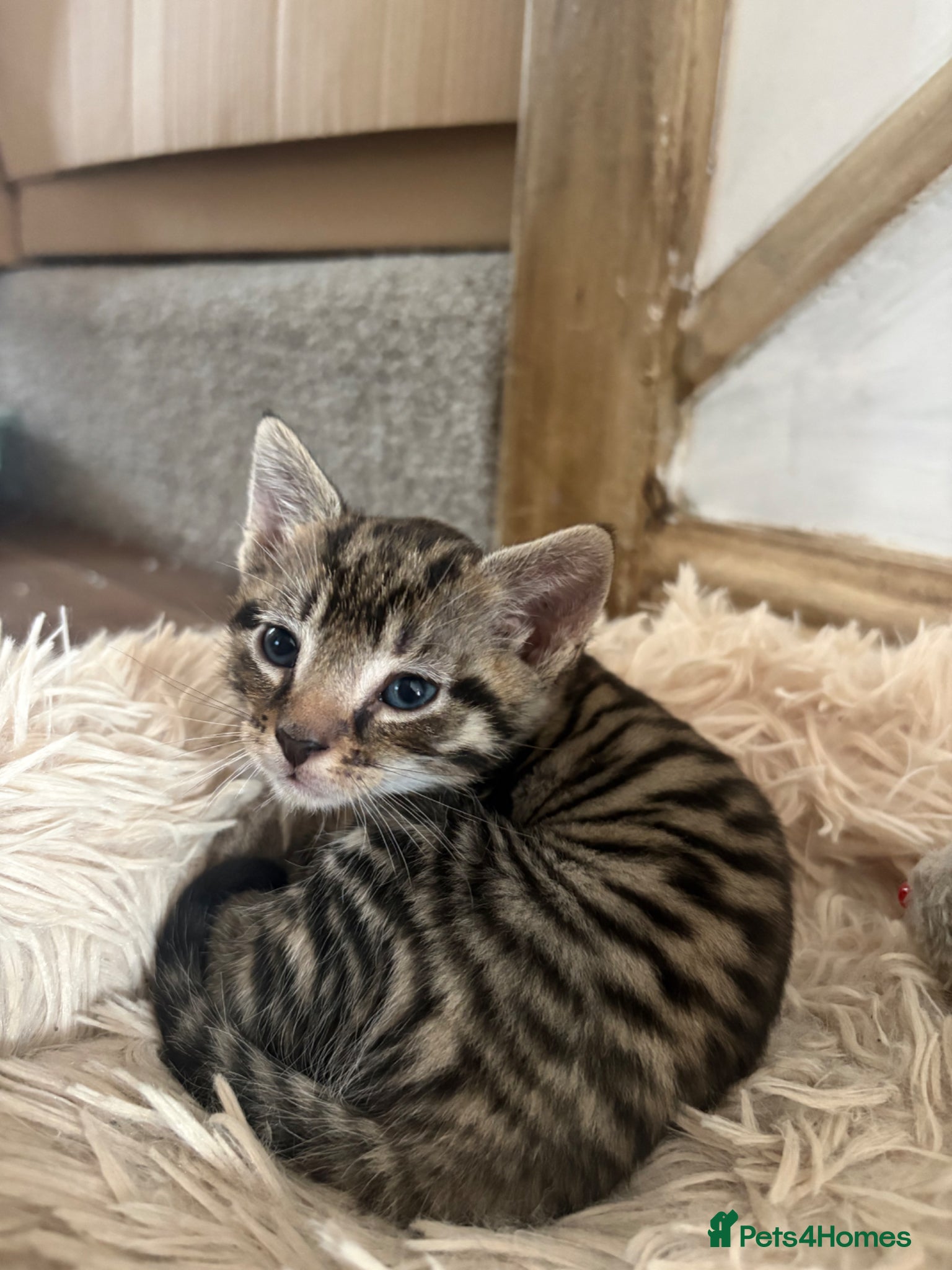 British Shorthair cats for sale: 2 Beautiful Kittens  - Advert 10