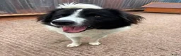 Mixed Breed dogs for adoption: Meet Sid, currently residing in Cheshire  - Advert 4