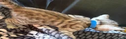Bengal cats for sale: Family raised Bengal Kittens 🐾 - Advert 28