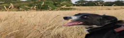Mixed Breed dogs for adoption: Meet Dragon, currently residing in Nottingham  in Nottingham - Advert 10