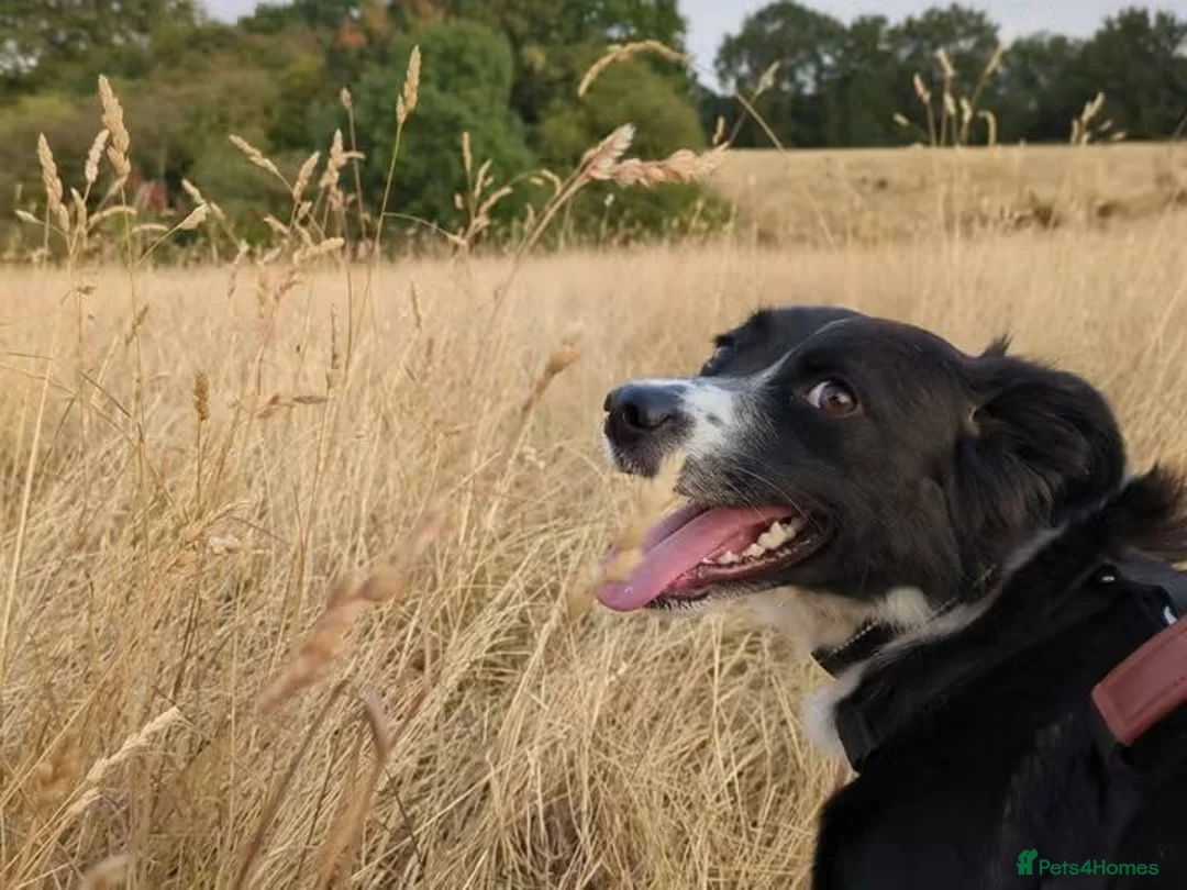 Mixed Breed dogs for adoption: Meet Dragon, currently residing in Nottingham  in Nottingham - Advert 10