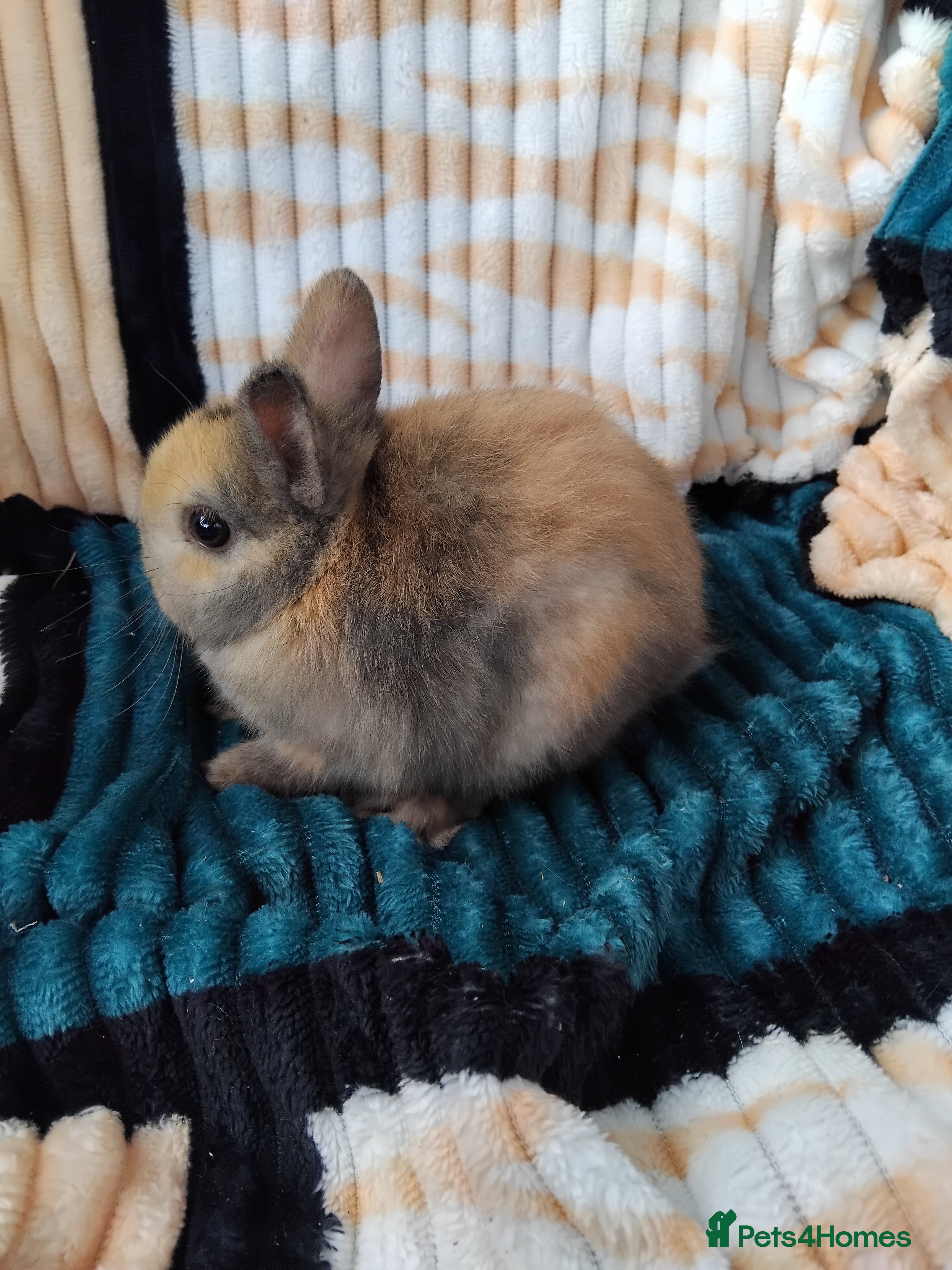 Netherland Dwarf rabbits Baby Netherland Dwarf rabbits  - Advert 2