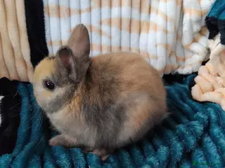 Netherland Dwarf rabbits Baby Netherland Dwarf rabbits - Advert 2