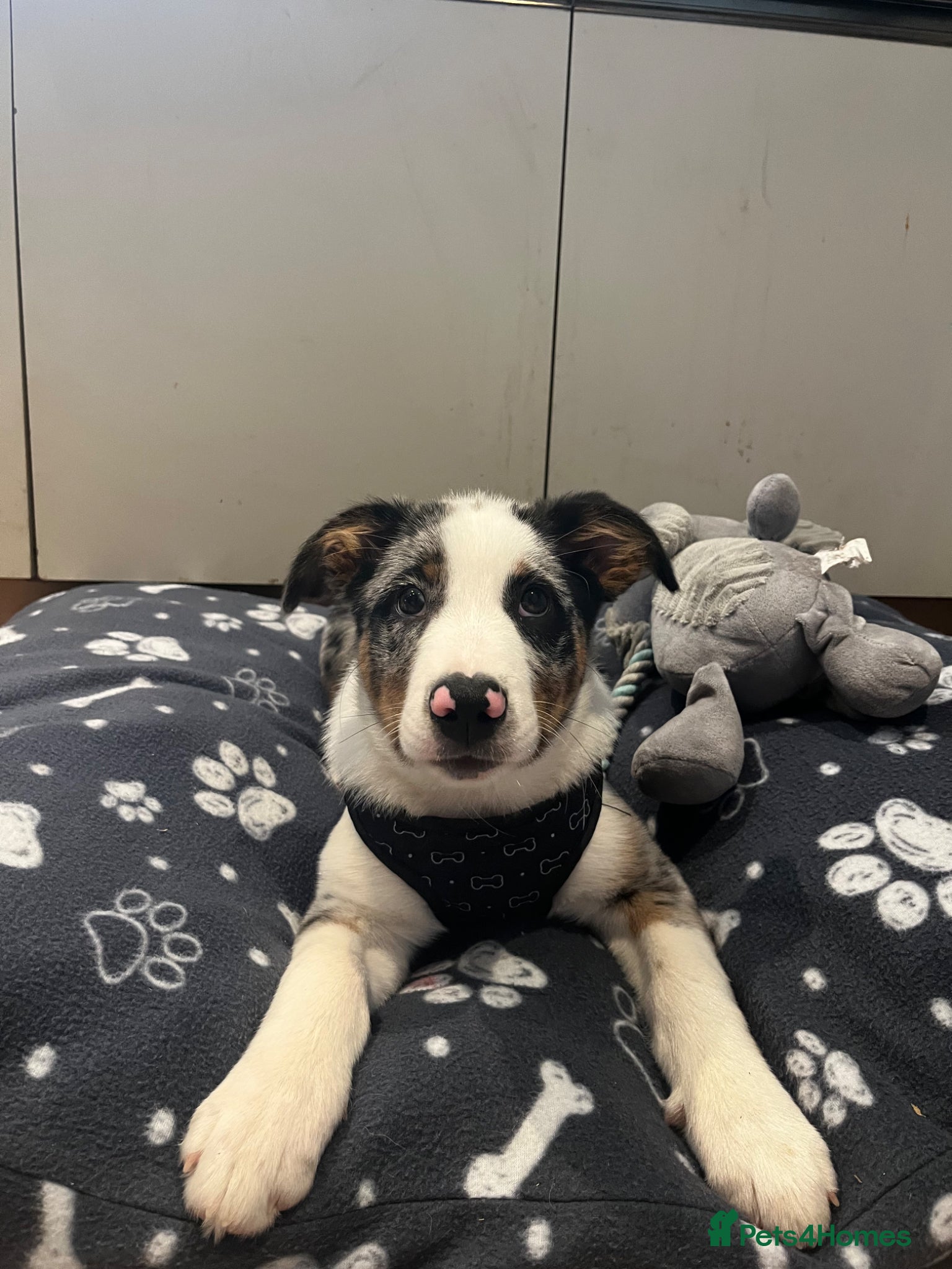 Border Collie dogs for sale: beautiful blue merle last boy left  - Advert 5