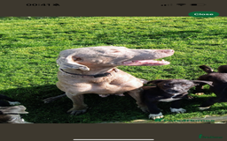 Mixed Breed dogs for sale: 16 week old weimaraner x siberian husky female pup - Image 3