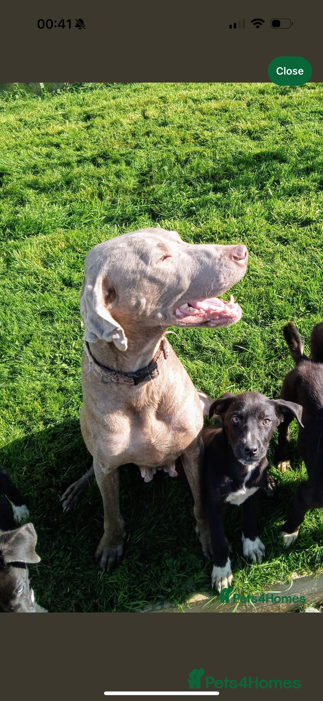 Mixed Breed dogs for sale: 16 week old weimaraner x siberian husky female pup - Image 3