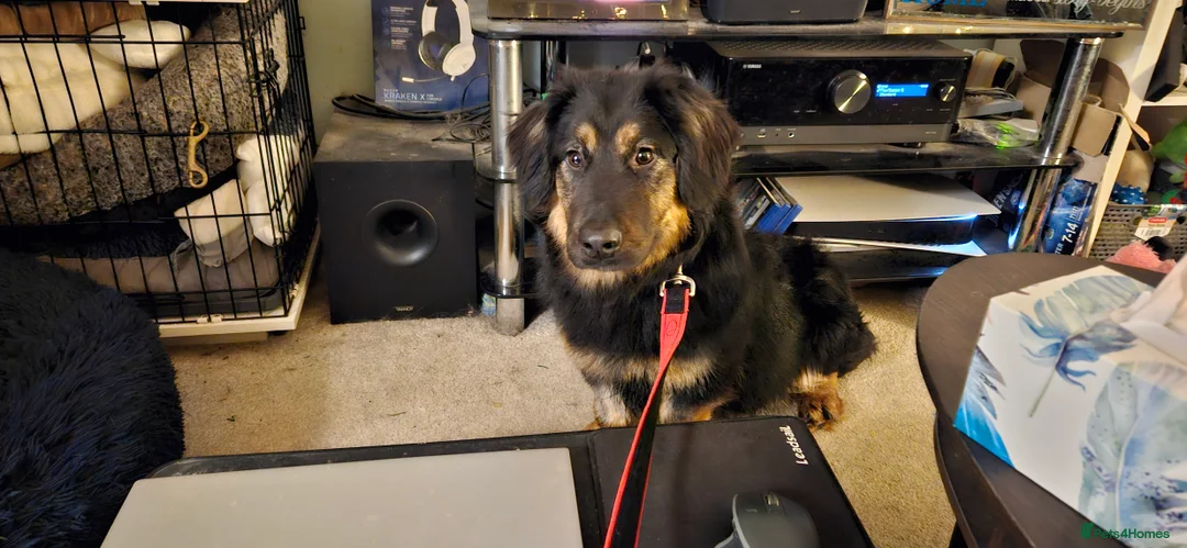 Mixed Breed dogs for adoption: Lovable Lord - Advert 2