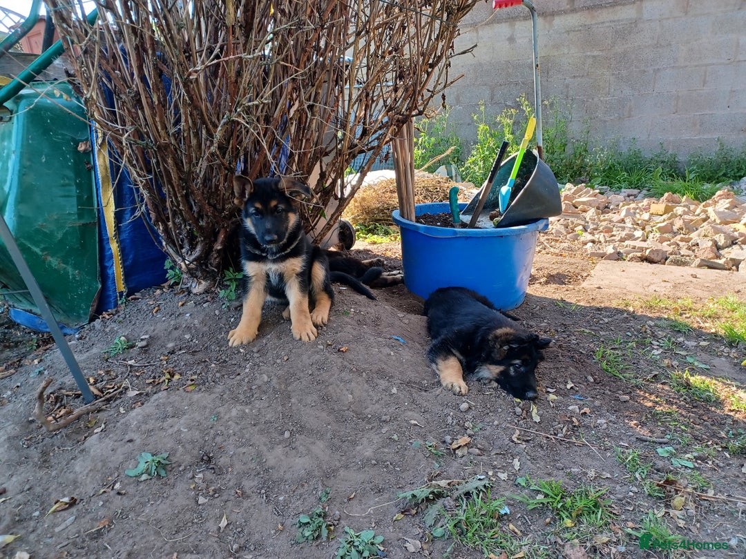 German Shepherd dogs for sale: 2 Beautiful Female German Shepherd Puppies - Image 2