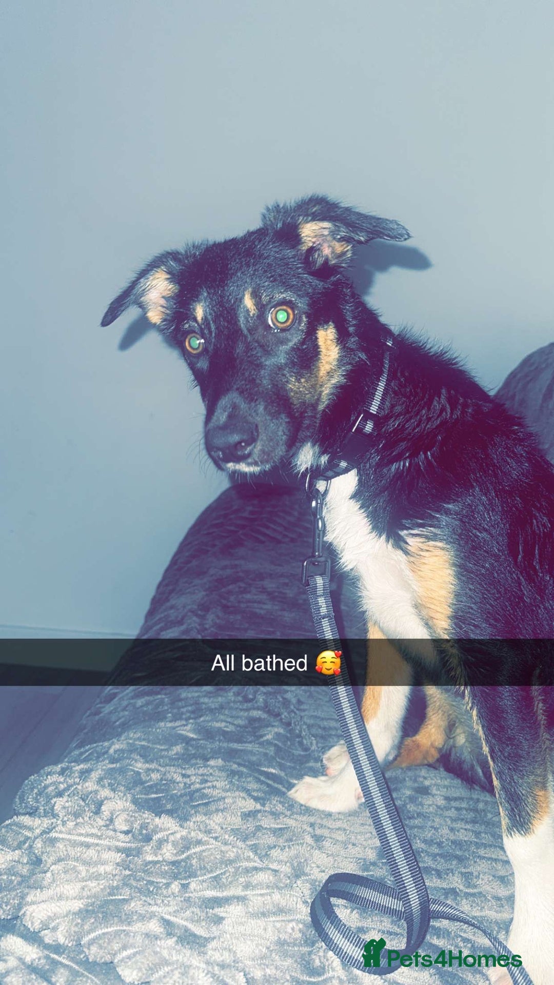 Mixed Breed dogs for sale: Willow  - Image 1