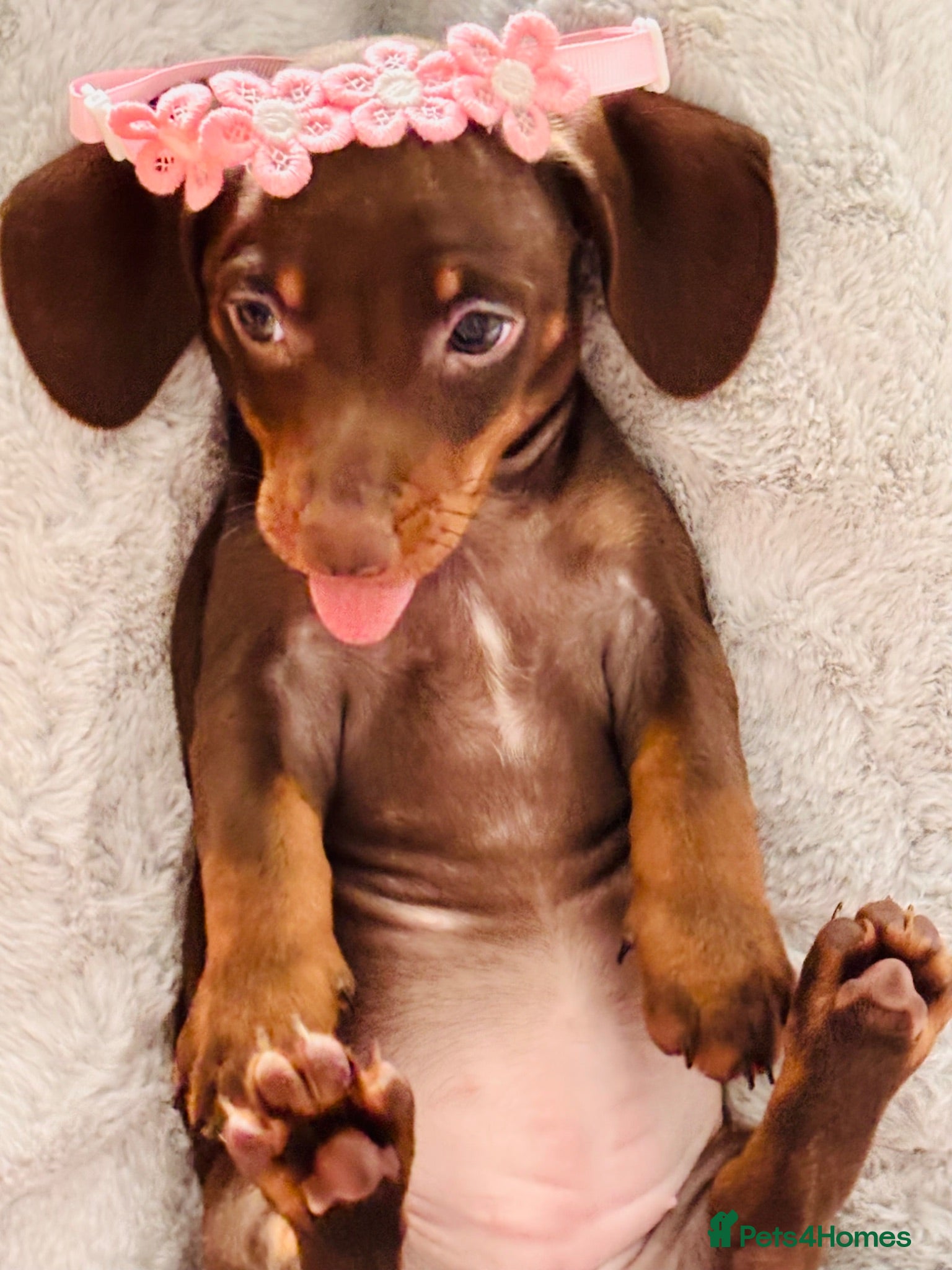 Miniature Dachshund dogs Beautiful first litter tan and fawn puppies  - Advert 2