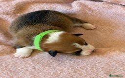 Welsh Corgi Pembroke dogs for sale: Quality Corgi puppies available to loving homes - Image 8