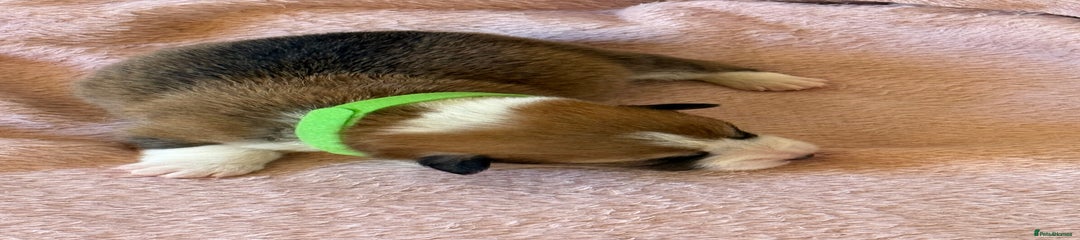 Welsh Corgi Pembroke Puppy 2