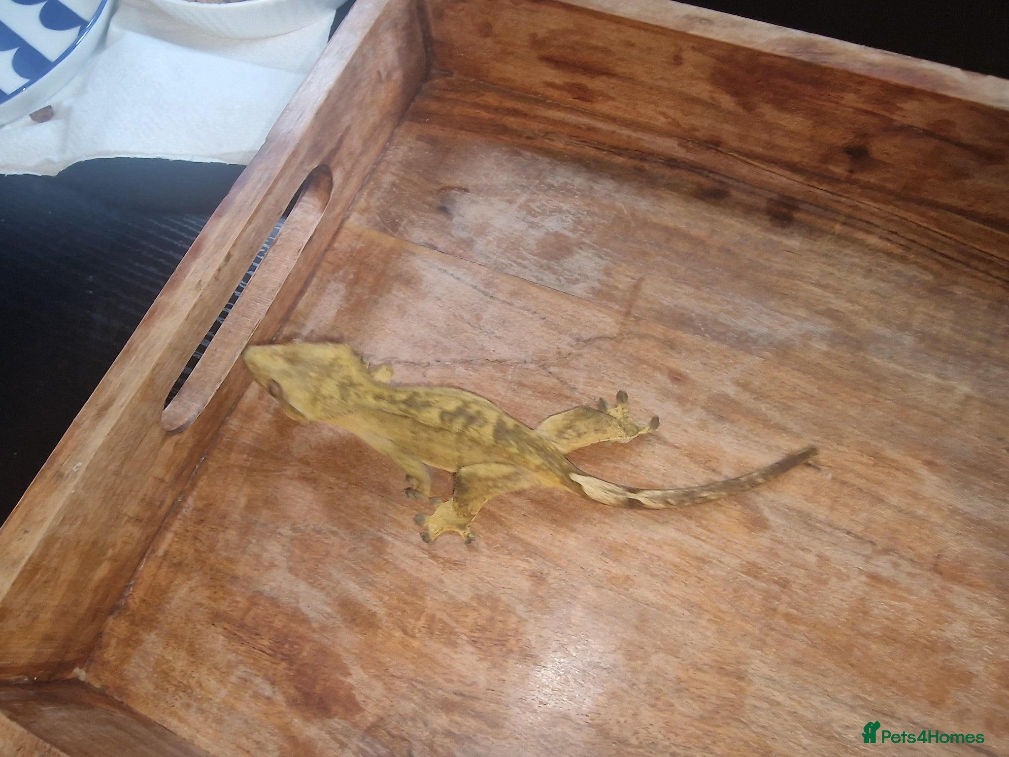 Gecko reptiles for sale: 8x Crested geckos/Full collection available!  - Advert 14