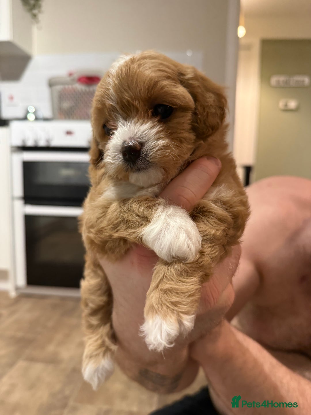 Maltipoo dogs for sale: Beautiful tiny F1 Asian Maltipoo puppies  - Advert 4