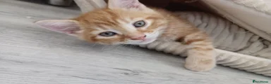 Sam
