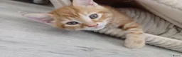 Mixed Breed cats for sale: 4 adorable kittens  - Advert 4