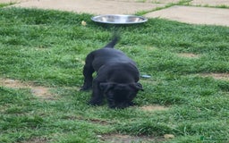 Mixed Breed dogs for sale:  Whippet × Patterdale Dog Pups - Image 26