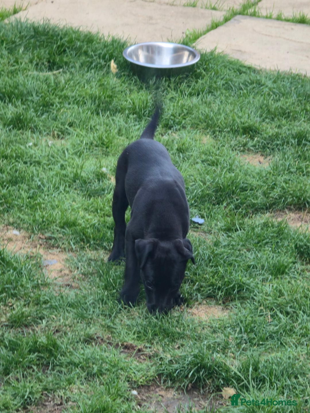 Mixed Breed dogs for sale:  Whippet × Patterdale Dog Pups - Image 26