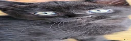 Mixed Breed cats for sale: Beautiful kittens  - Advert 2
