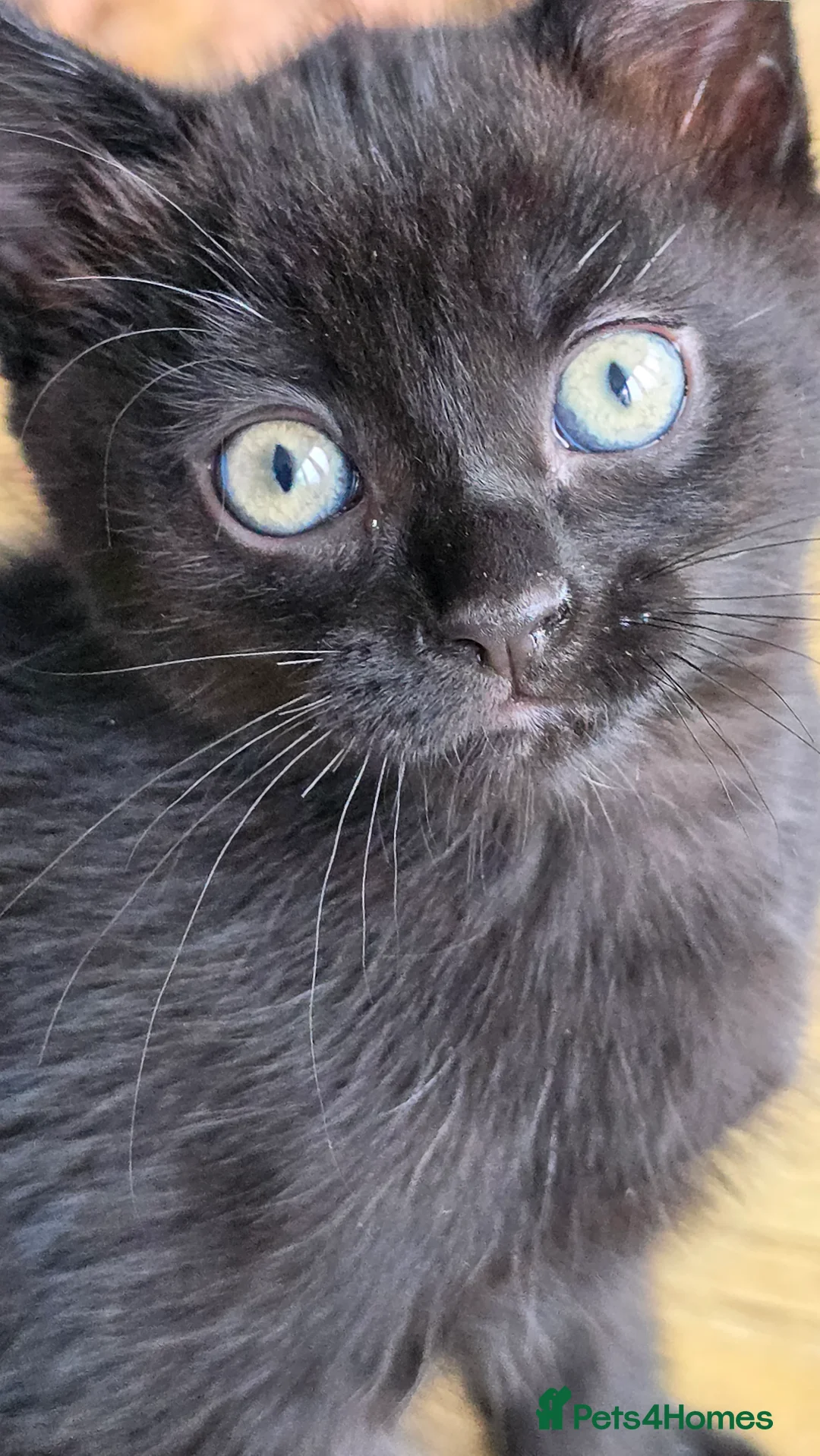 Mixed Breed cats for sale: Beautiful kittens  - Advert 2
