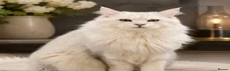 Maine Coon cats for sale: BLUE SILVER SHADED TICA REGISTERED  - Advert 5