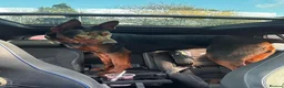 Chinese Red Dog dogs for sale: Stunning Chinese Red Dog Puppies. in Manchester - Advert 30