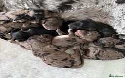 Cockapoo dogs for sale: Beautiful Cockapoo Puppies - Image 4