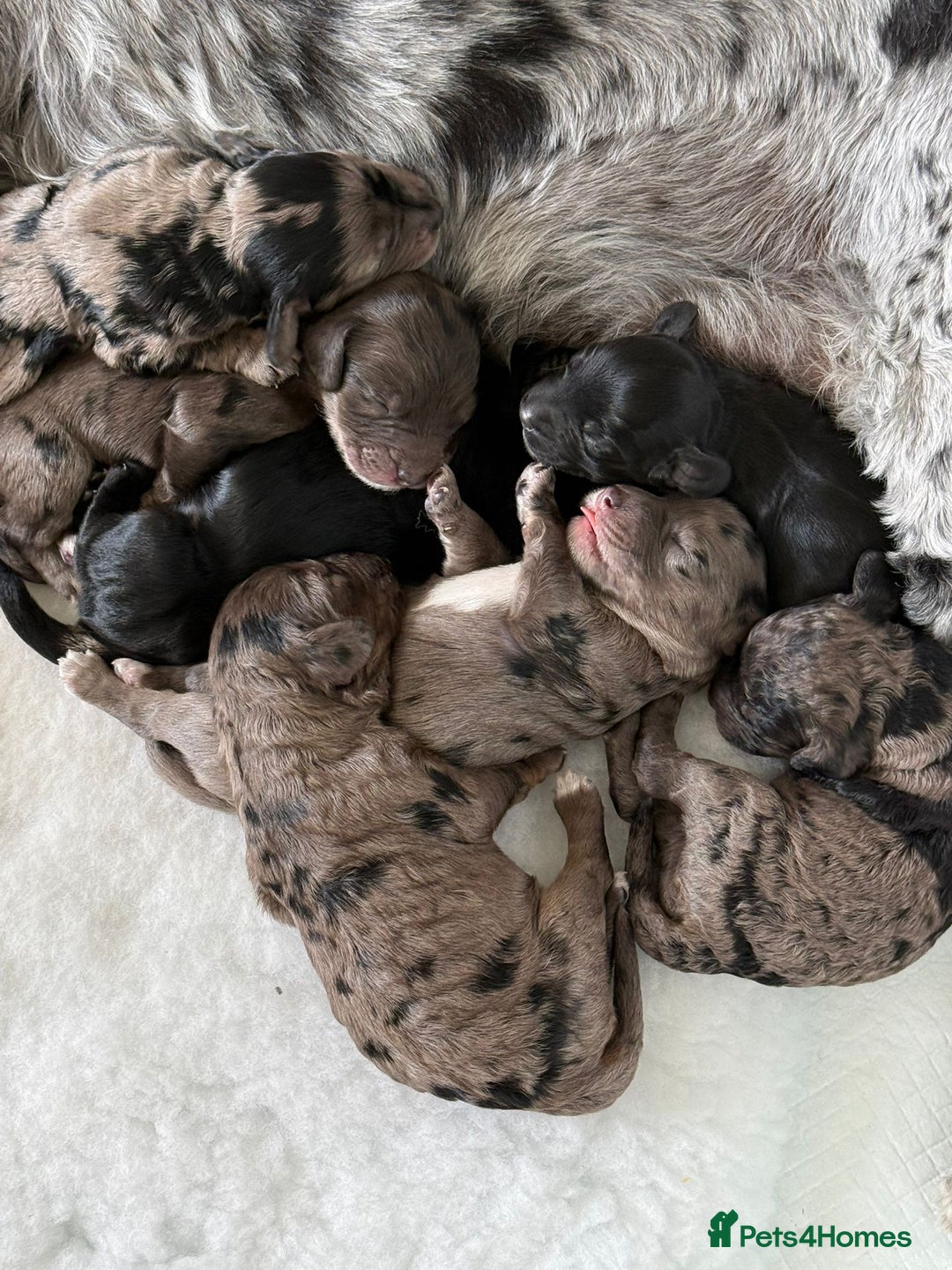 Cockapoo dogs for sale: Beautiful Cockapoo Puppies - Image 4