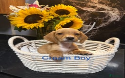 Miniature Dachshund dogs for sale: Miniature Dashunds 3 left  - Image 1