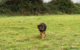 German Shepherd dogs for sale: 25 years experience breeding German Shepherds  - Image 4