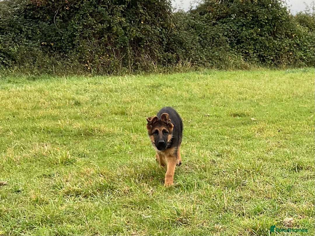 German Shepherd dogs for sale: 25 years experience breeding German Shepherds  - Image 4