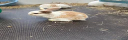 English Lop rabbits for sale: Beautiful bunnies looking for a forever home in Nuneaton - Advert 5