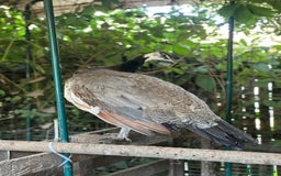Peafowl poultry for sale: Home reared Peahen - 1 year old - Image 1