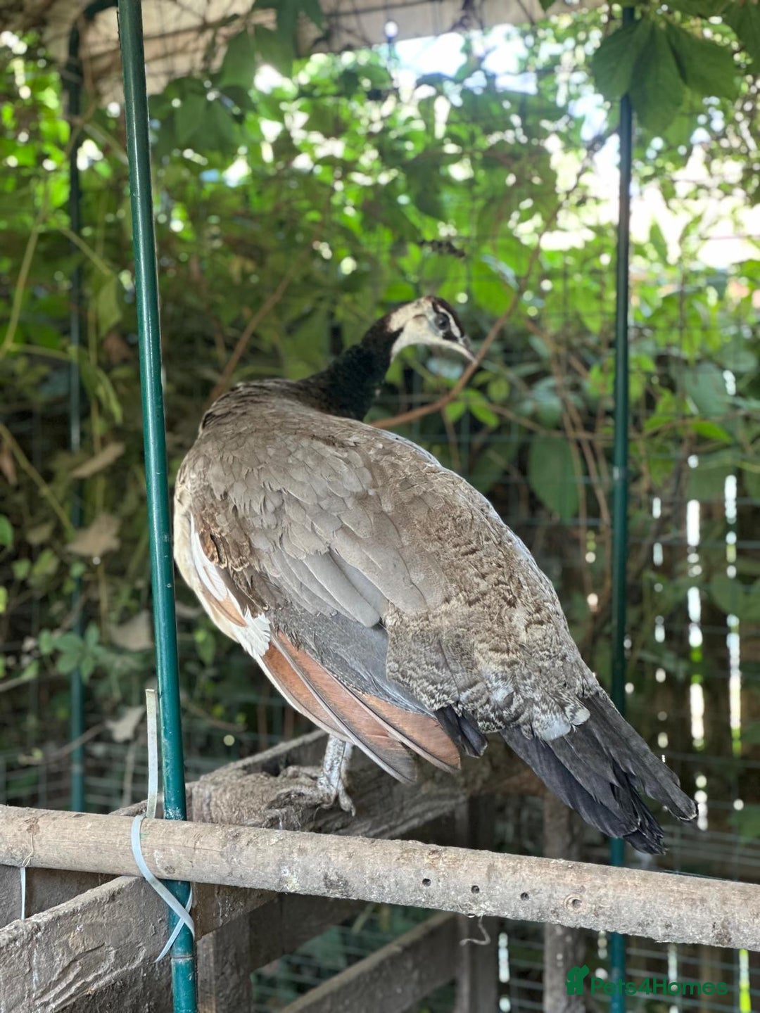 Peafowl poultry for sale: Home reared Peahen - 1 year old - Image 1