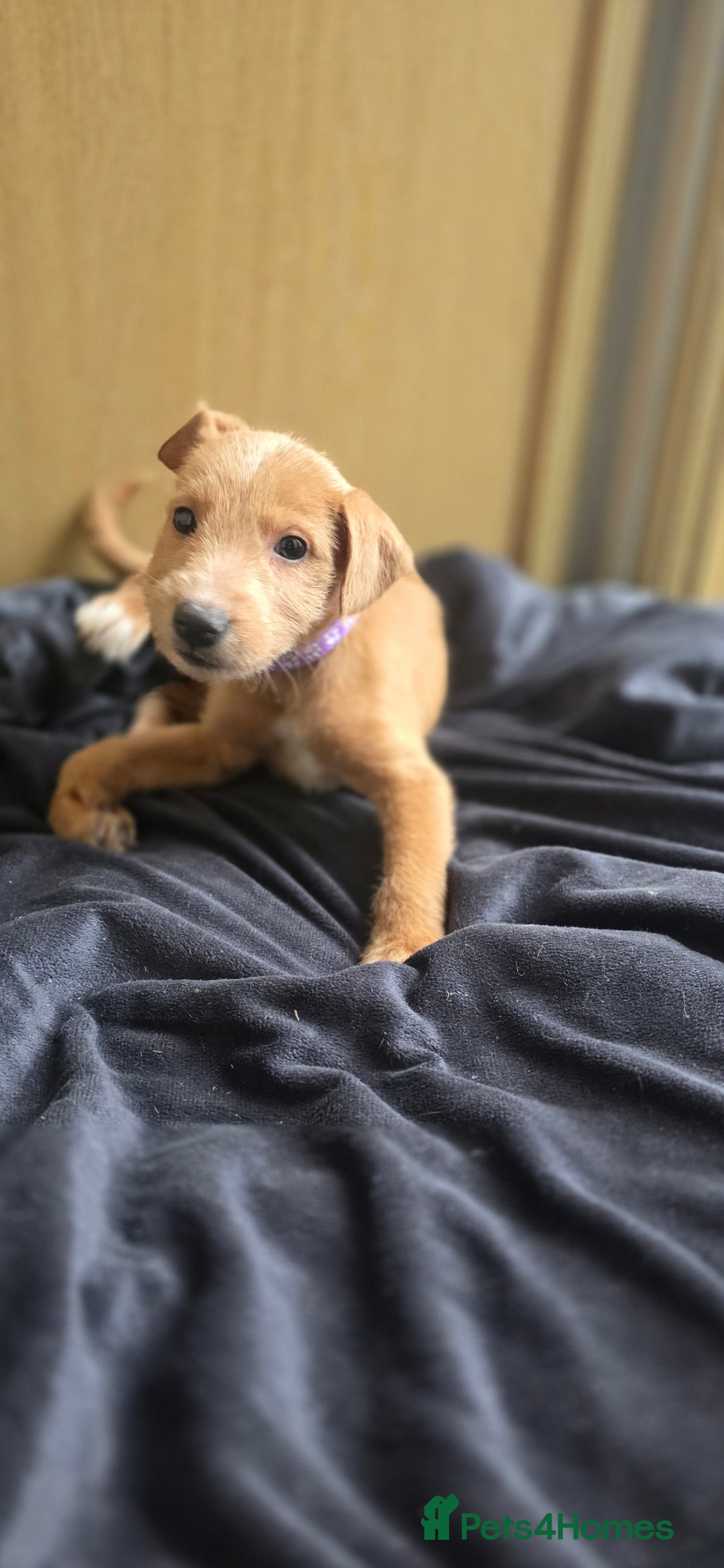 Irish Terrier dogs for sale: Five puppies for sale  - Advert 15