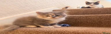 Dilute calico