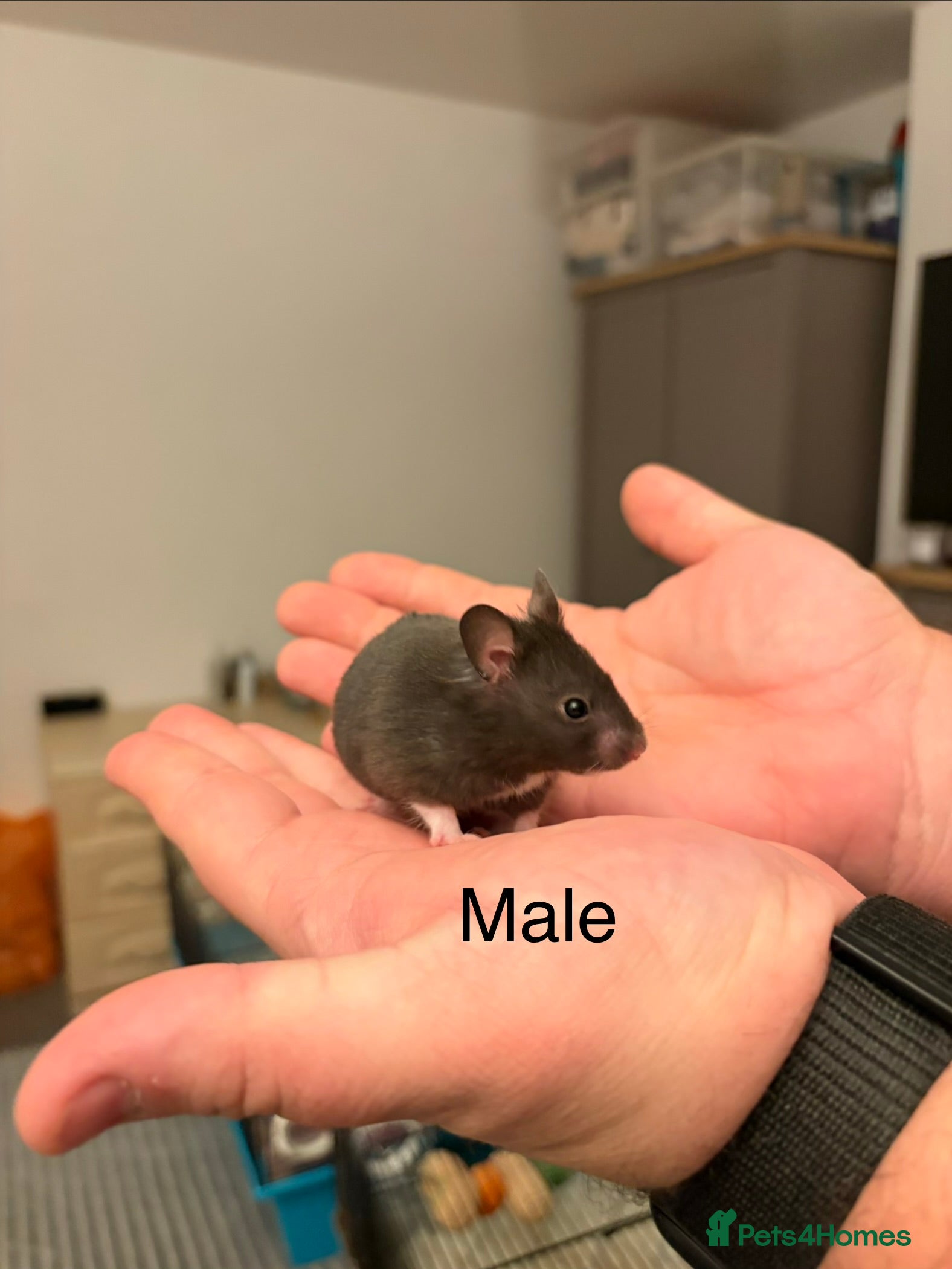 Hamster rodents Syrian Hamsters - Advert 8