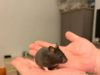 Hamster rodents Syrian Hamsters - Advert 8