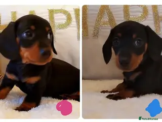 Miniature Dachshund dogs MINI DACHSHUND READY TO LEAVE - Advert 18
