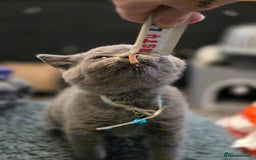 British Shorthair cats for sale: BSH kittens ready now vet checked - Image 5