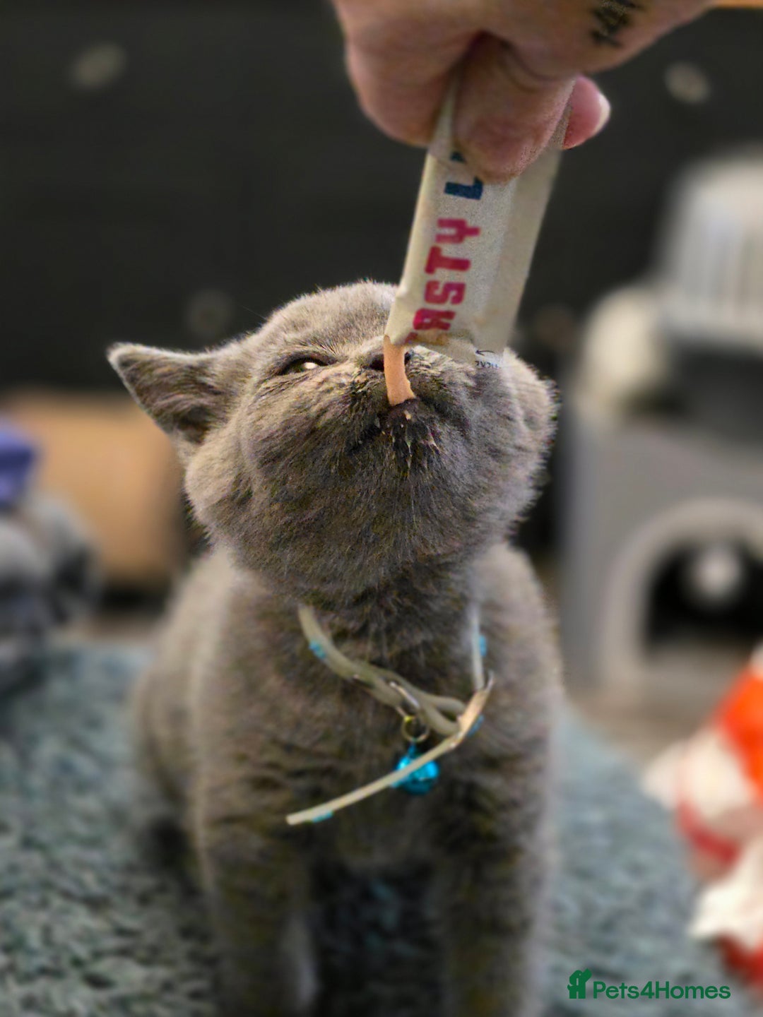 British Shorthair cats for sale: BSH kittens ready now vet checked - Image 5